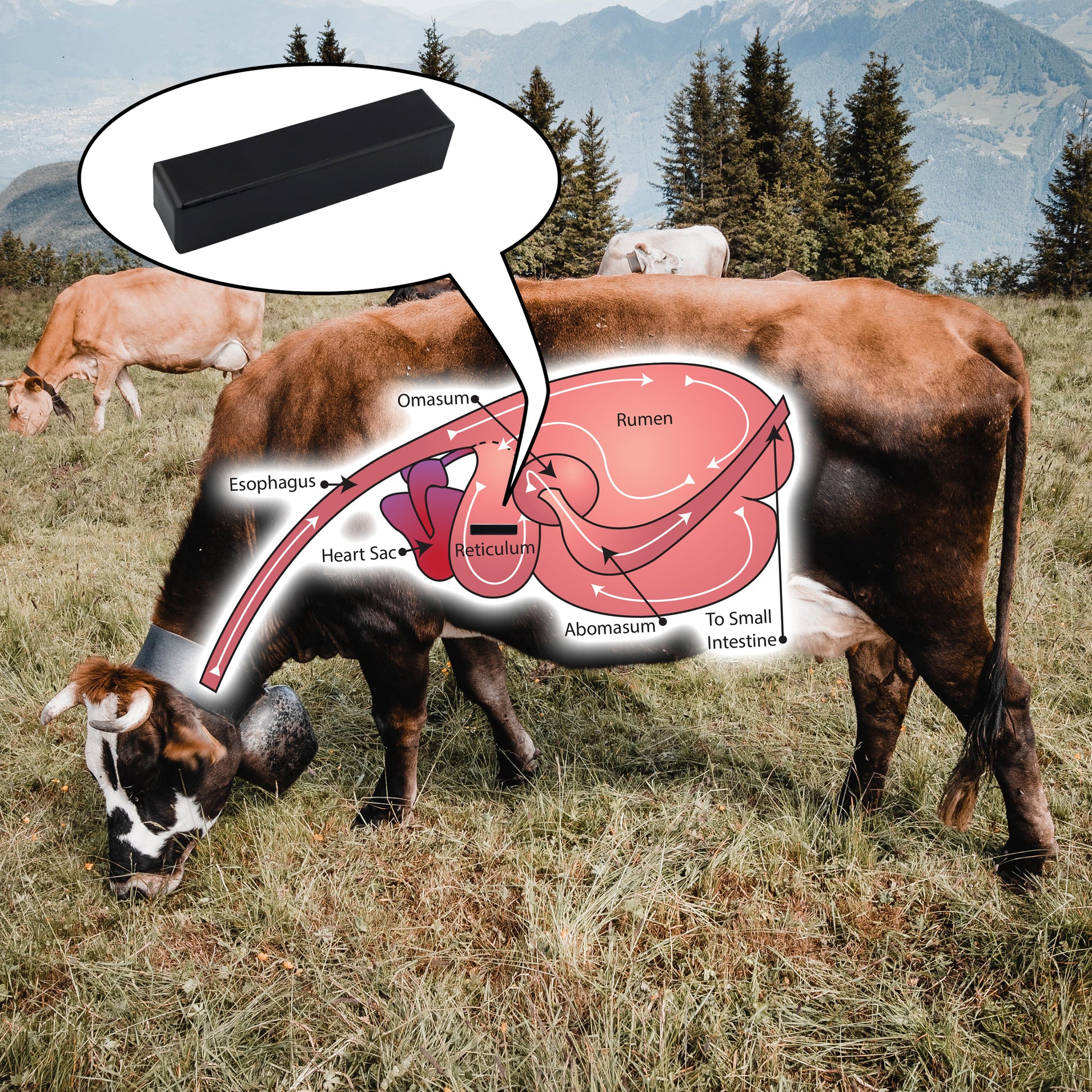 Load image into Gallery viewer, COW-SCM7C Ceramic Cow Magnet - Specifications