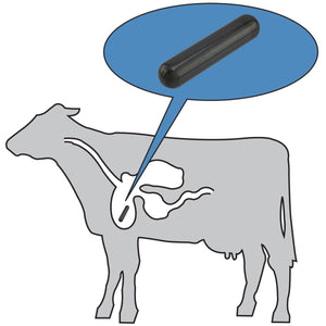 COW-CP6X4BX Ceramic Cow Magnets (4pk) - In Use
