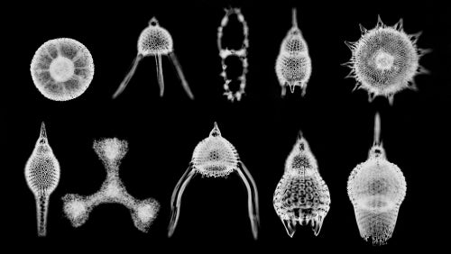 11-20-20: On This Day 50 years ago, scientists named Earth's magnetic field as one possible contributor to extinctions throughout history. Did our magnetic field kill the dinosaurs? Probably not, but it is linked to a massive marine life extinction.