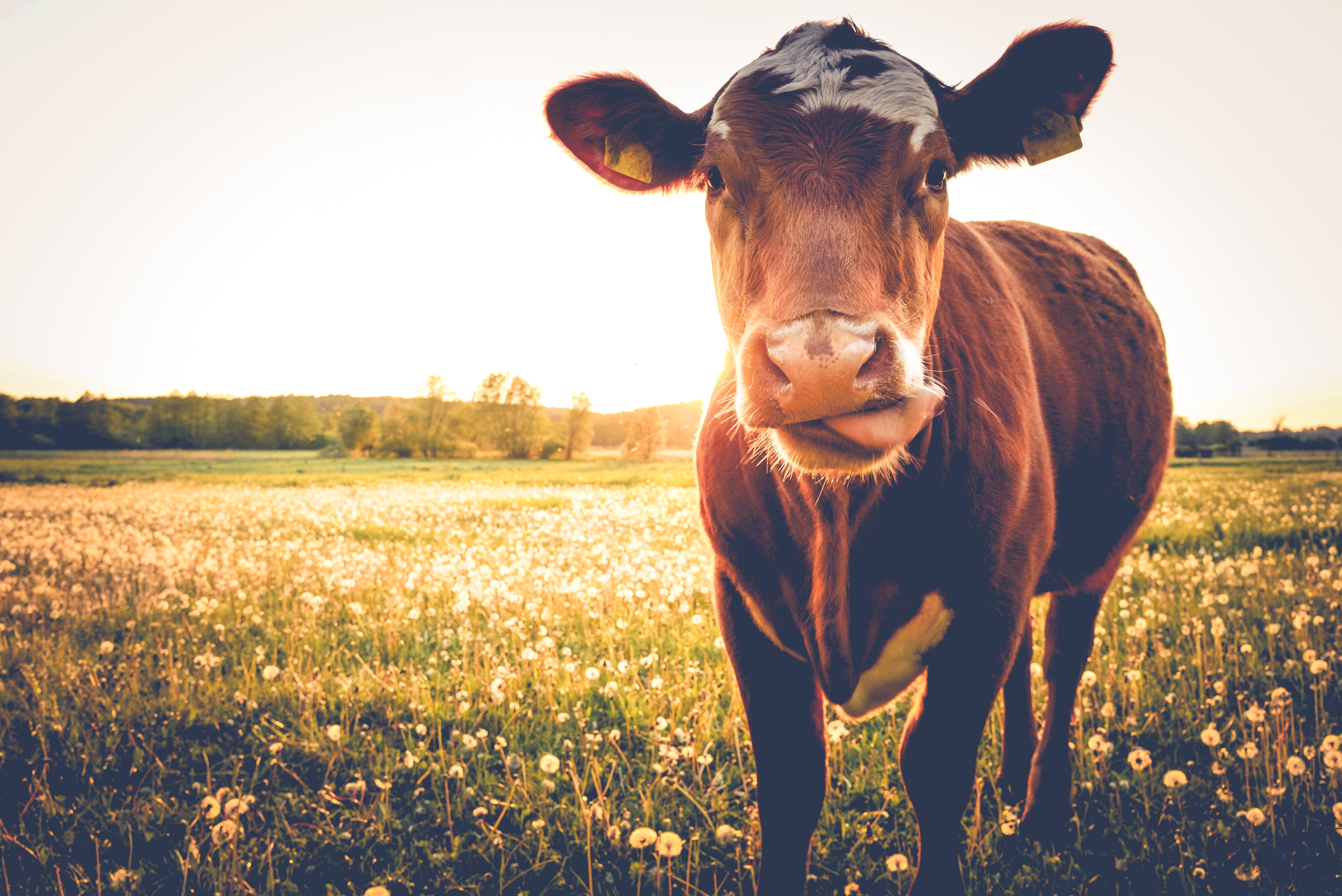 Cow Magnets