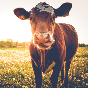 Cow Magnets