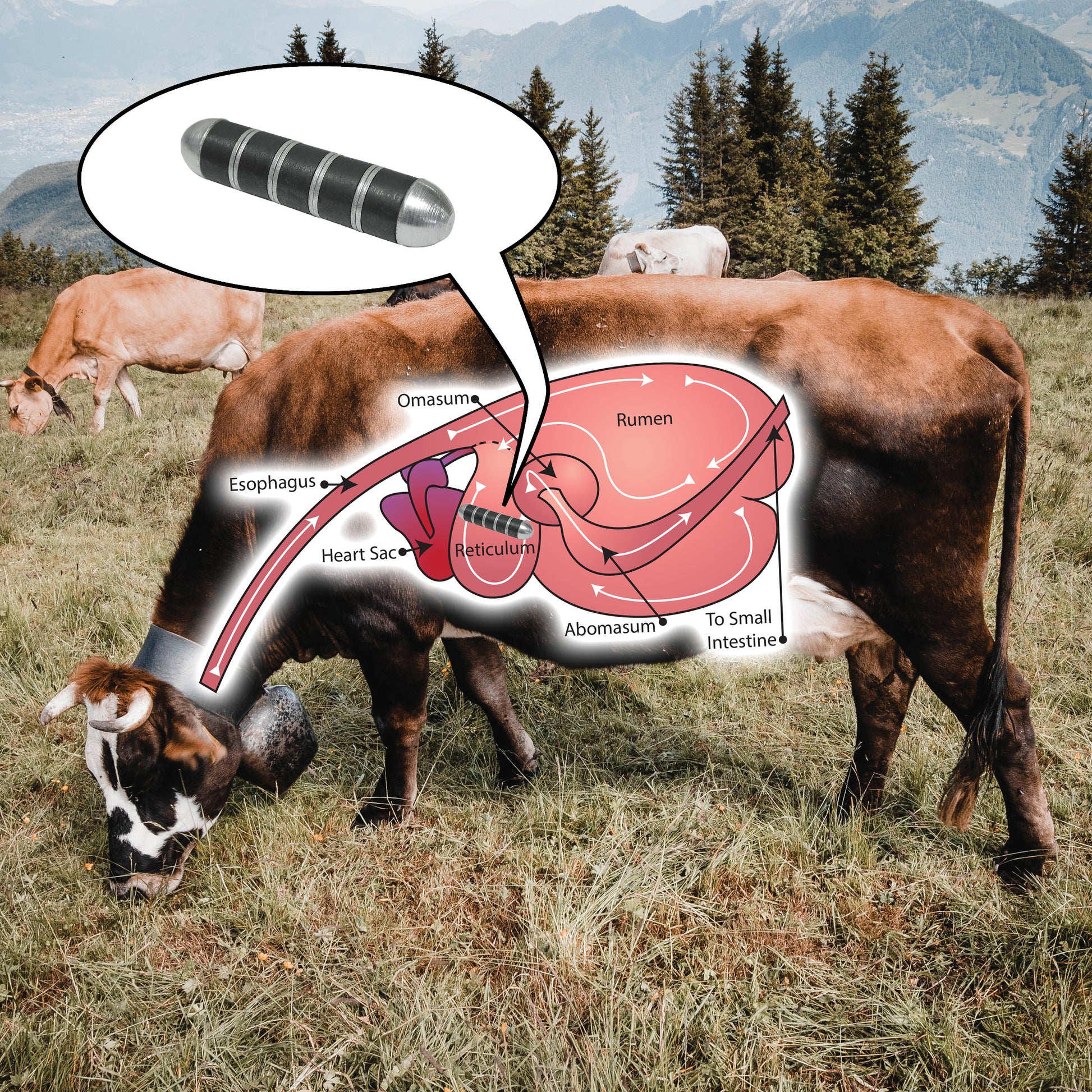 Load image into Gallery viewer, COW-RUM5C Heavy-Duty Ru-Master 5™ Cow Magnet - Specifications